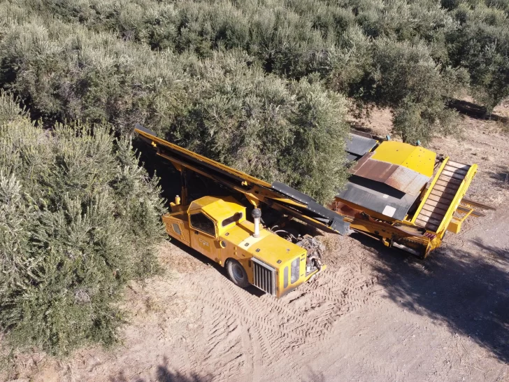 San Juan exporta el 32 % del aceite de oliva de la Argentina