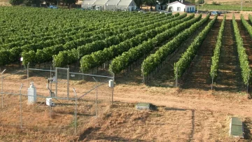 Sustentabilidad, inocuidad y calidad como base de desarrollo Sustentabilidad, inocuidad y calidad como base de desarrollo