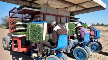 Comenzó temporada de transplante de tomate destinado a agroindustria Comenzó temporada de transplante de tomate destinado a agroindustria