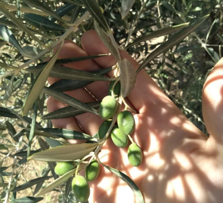 Importancia de la fertilización poscosecha o “de reserva” Importancia de la fertilización poscosecha o “de reserva”