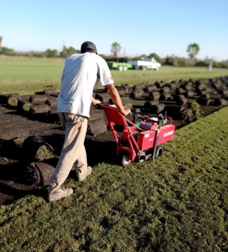 Colocación de tepes o rollos de césped, hoy con gran demanda Colocación de tepes o rollos de césped, hoy con gran demanda