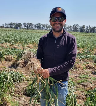 Hay cosecha de ajos tempranos con ventas a los mendocinos Hay cosecha de ajos tempranos con ventas a los mendocinos