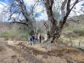 Los olivos más viejos de San Juan están en Valle Fértil Los olivos más viejos de San Juan están en Valle Fértil