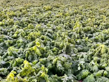 El día más frío del año en Córdoba afectó la papa