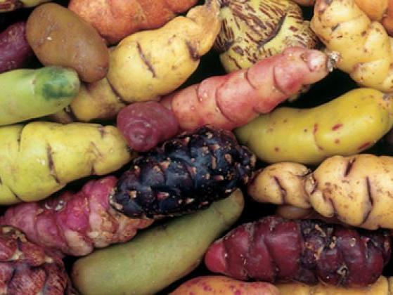 Argentina: Actualizaron la norma para tubérculos andinos Argentina: Actualizaron la norma para tubérculos andinos