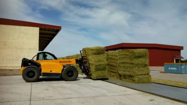 Alfalfa puntana a Arabia Saudita Alfalfa puntana a Arabia Saudita