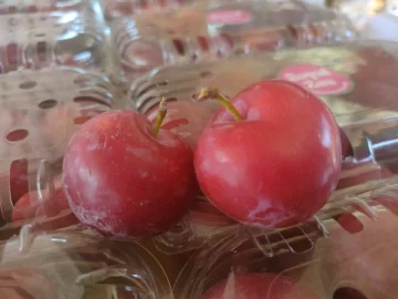 Presentaron el tomate híbrido ISI 23804 a los productores