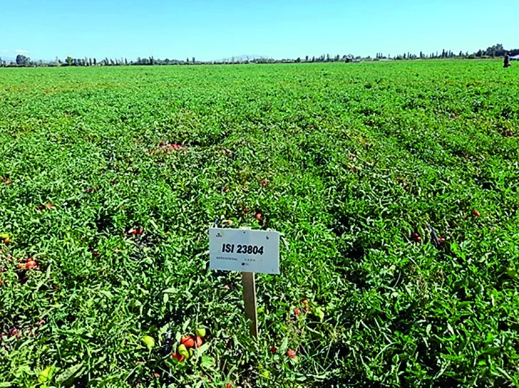 Presentaron el tomate híbrido ISI 23804 a los productores
