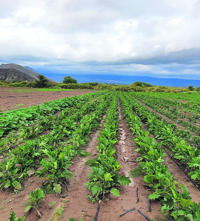 Hay consenso entre meteorólogos que el apogeo de “La Niña” ya pasó Hay consenso entre meteorólogos que el apogeo de “La Niña” ya pasó