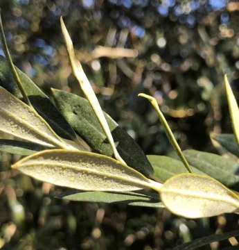 Ahora… las nanoemulsiones, para mejorar las aplicaciones