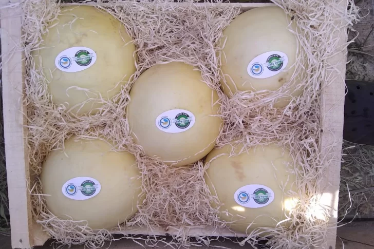 El melón blanco mediagüino y menor tajada de mercado
