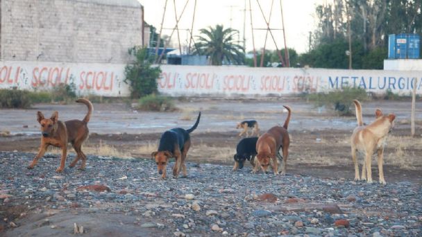 Aún no logran capturar a los perros que protagonizaron el ataque mortal en Rivadavia Aún no logran capturar a los perros que protagonizaron el ataque mortal en Rivadavia