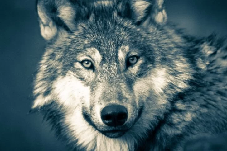 Luego de 100 años, lograron divisar un lobo gris en el Norte de Francia