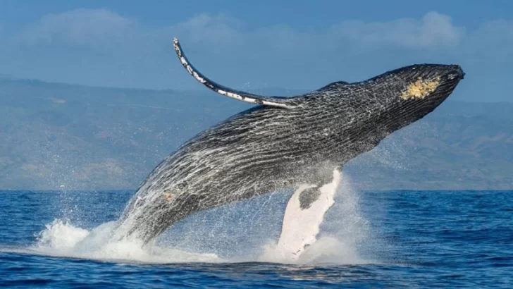 Aseguran que los mares están más calmos y las ballenas pueden comunicarse mejor