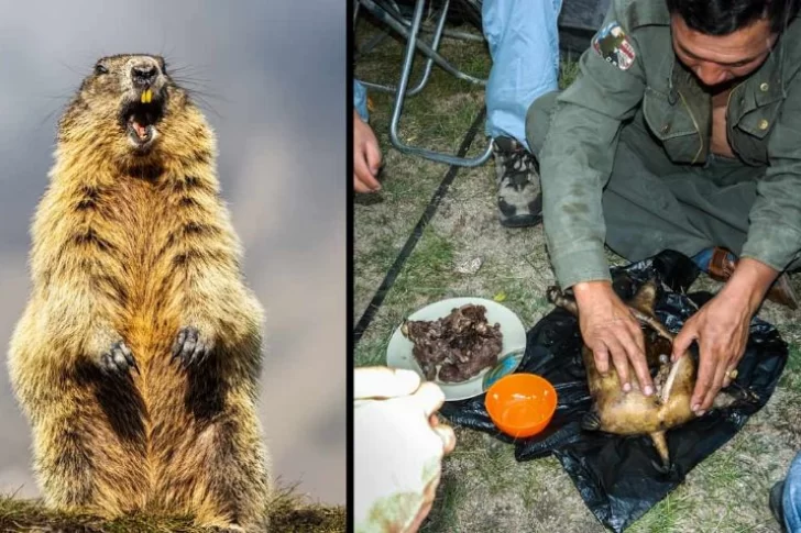 Decretaron “cuarentena indefinida” en un distrito de Mongolia por caso de peste bubónica