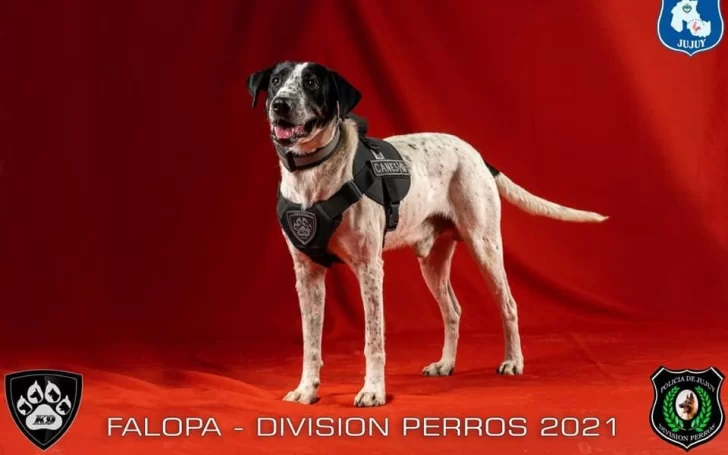 “Falopa”, el perro policía de Jujuy que es furor en las redes sociales “Falopa”, el perro policía de Jujuy que es furor en las redes sociales