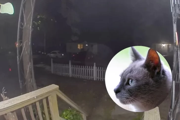 VIDEO: una gata se perdió, volvió a su hogar y le tocó timbre a sus dueños
