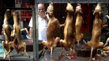 En pandemia y pese a las prohibiciones, China inauguró su festival de carne de perro En pandemia y pese a las prohibiciones, China inauguró su festival de carne de perro