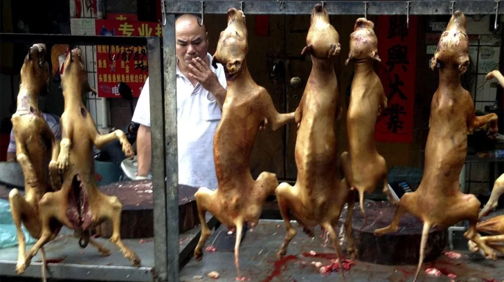 En pandemia y pese a las prohibiciones, China inauguró su festival de carne de perro En pandemia y pese a las prohibiciones, China inauguró su festival de carne de perro
