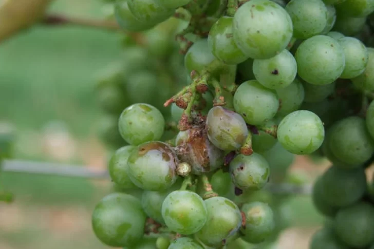 La población de lobesia botrana no creció en San Juan durante la pasada temporada