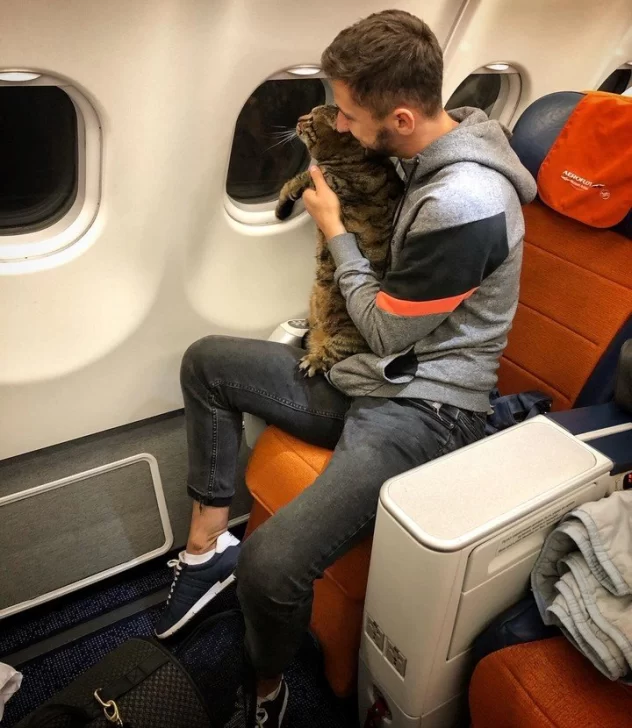 Mintió para poder viajar con su enorme gato en un avión Mintió para poder viajar con su enorme gato en un avión