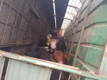 Volcó un camión con ganado y la gente faenó los animales vivos Volcó un camión con ganado y la gente faenó los animales vivos