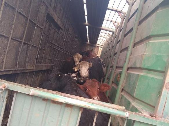 Volcó un camión con ganado y la gente faenó los animales vivos Volcó un camión con ganado y la gente faenó los animales vivos