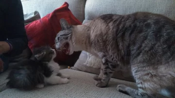 Resuelto el misterio del mal carácter de algunos gatos