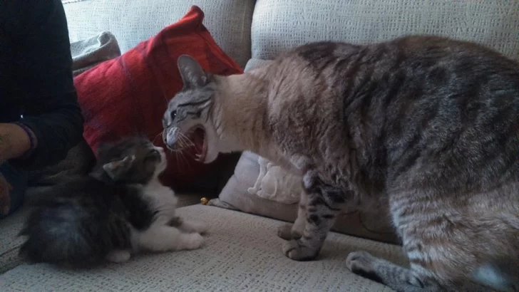 Resuelto el misterio del mal carácter de algunos gatos