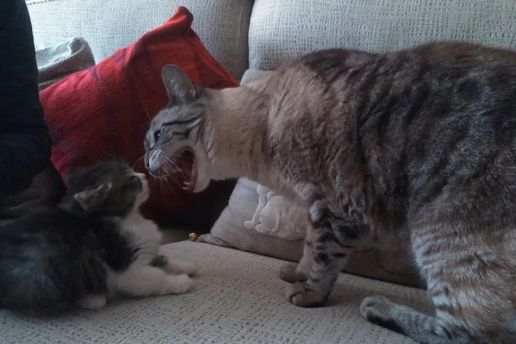 Resuelto el misterio del mal carácter de algunos gatos