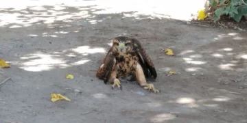 Rescataron un gavilán con síntomas de envenenamiento Rescataron un gavilán con síntomas de envenenamiento