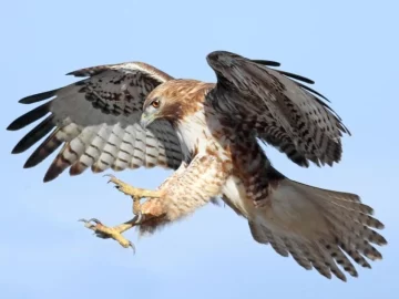 Vecinos de Jáchal denunciaron ataques de gavilanes: la explicación de por qué sucede Vecinos de Jáchal denunciaron ataques de gavilanes: la explicación de por qué sucede