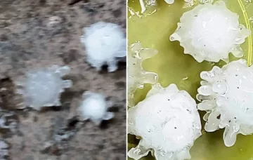 Cayeron enormes granizos con “forma de coronavirus” y causaron sorpresa