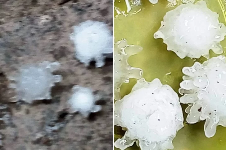 Cayeron enormes granizos con “forma de coronavirus” y causaron sorpresa