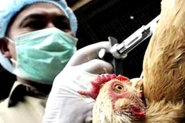 Francia sacrificó 10 millones de aves para contener la gripe aviar que alcanzó mil granjas