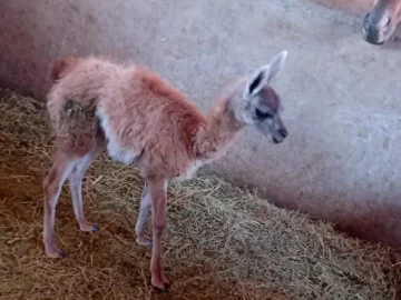 Rescataron un pequeño guanaco que estaba en poder de un puestero