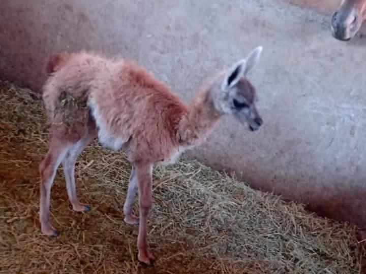 Rescataron un pequeño guanaco que estaba en poder de un puestero
