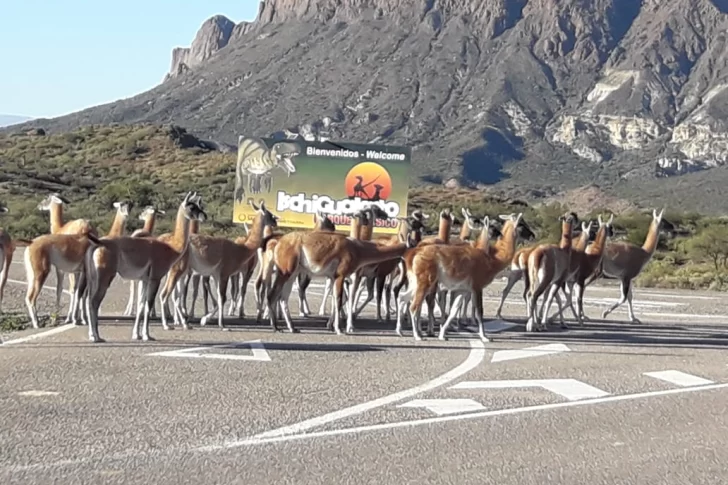 Efecto cuarentena: los guanacos tomaron el ingreso del Parque Ischigualasto