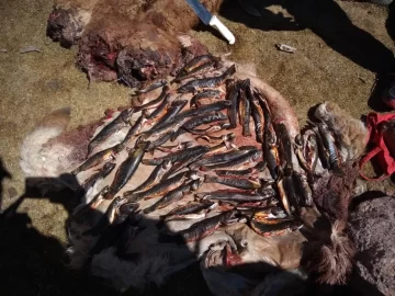 Sorprendieron a 4 cazadores que habían despostado a tres guanacos y 54 truchas Sorprendieron a 4 cazadores que habían despostado a tres guanacos y 54 truchas
