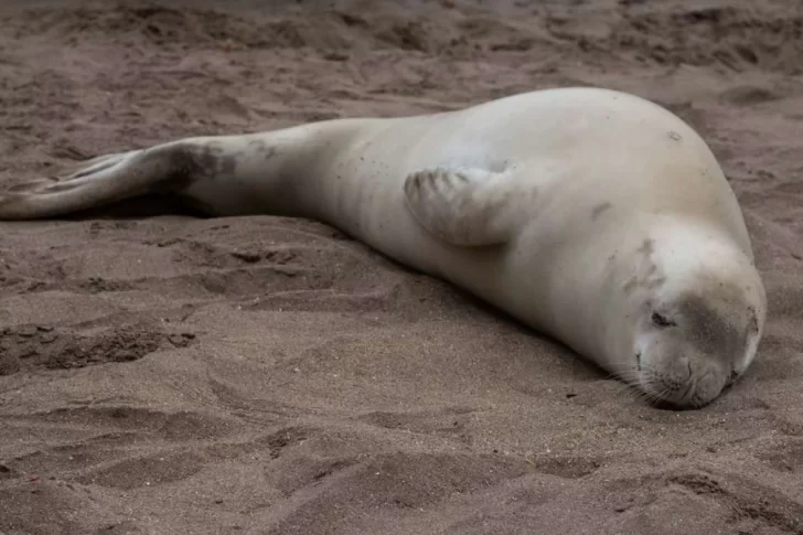 Atacaron a palazos a una foca que apareció en una playa de Mar del Plata