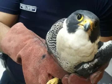 Rescataron a un halcón peregrino, herido porque lo embistió un vehículo