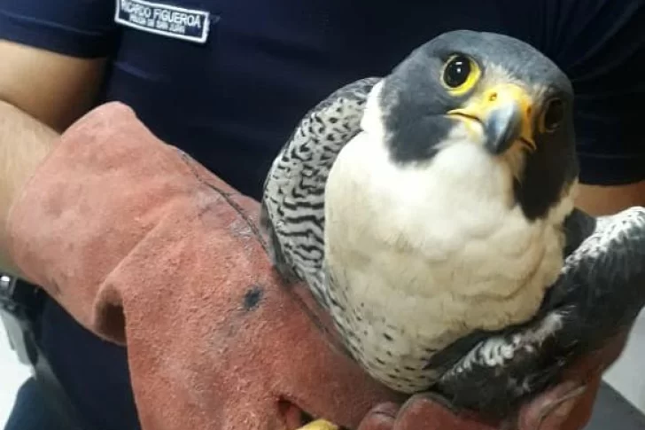 Rescataron a un halcón peregrino, herido porque lo embistió un vehículo