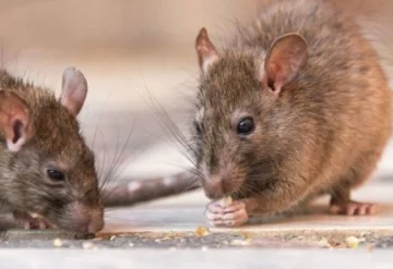 Una mujer murió por hantavirus y aislaron a 15 contactos estrechos