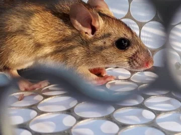 Murió una nena de 8 años por hantavirus en Chubut Murió una nena de 8 años por hantavirus en Chubut
