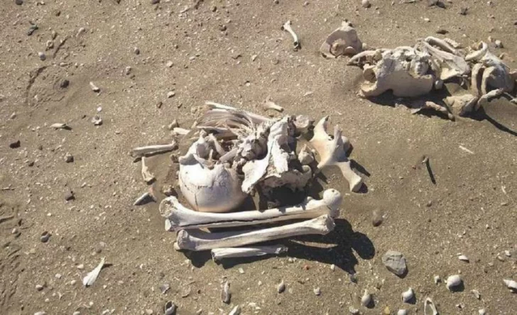 Misterio por la aparición de unos 20 esqueletos humanos en una playa de Chubut