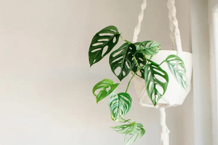 Las plantas colgantes más decorativas, fáciles de cuidar y la mejor forma de lucirlas