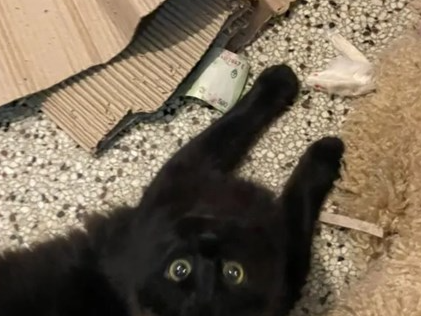 Un gato entra a la casa de su vecino y le roba dinero: “Viene pasando hace tiempo” Un gato entra a la casa de su vecino y le roba dinero: “Viene pasando hace tiempo”