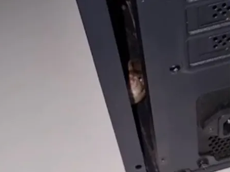 Abrió la CPU de su computadora e hizo un terrorífico hallazgo Abrió la CPU de su computadora e hizo un terrorífico hallazgo