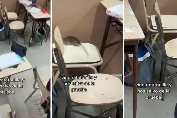 Una rata entró al aula y los salvó de un examen