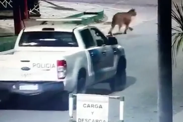 Tuvieron que suspender el dictado de clases en Villa Gesell por la aparición de dos pumas